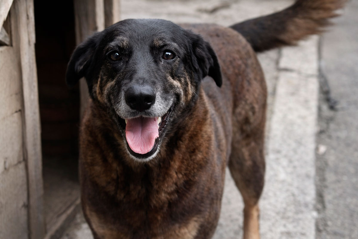 Acompanhe o caso Orelha e nova perícia de vídeos